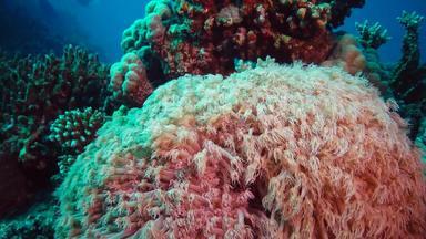 触角珊瑚波流水静态视频珊瑚礁红色的海阿布配音生活珊瑚礁埃及
